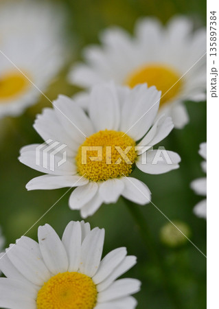 クリサンセマム カンシロギク ノースポール(寒白菊:Chrysanthemum) クリサンセマム カンシロギク ノースポール(寒白菊:Chrysanthemum) 135897384