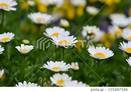 クリサンセマム カンシロギク ノースポール(寒白菊:Chrysanthemum) クリサンセマム カンシロギク ノースポール(寒白菊:Chrysanthemum) 135897386