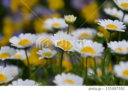 クリサンセマム カンシロギク ノースポール(寒白菊:Chrysanthemum) クリサンセマム カンシロギク ノースポール(寒白菊:Chrysanthemum) 135897392