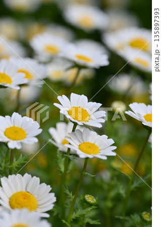クリサンセマム カンシロギク ノースポール(寒白菊:Chrysanthemum) クリサンセマム カンシロギク ノースポール(寒白菊:Chrysanthemum) 135897393