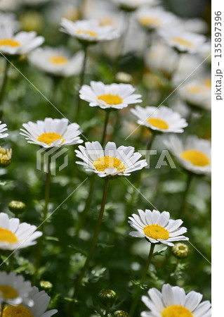クリサンセマム カンシロギク ノースポール(寒白菊:Chrysanthemum) クリサンセマム カンシロギク ノースポール(寒白菊:Chrysanthemum) 135897396