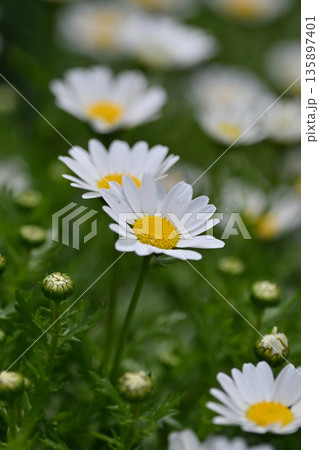 クリサンセマム カンシロギク ノースポール(寒白菊:Chrysanthemum) クリサンセマム カンシロギク ノースポール(寒白菊:Chrysanthemum) 135897401