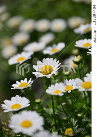 クリサンセマム カンシロギク ノースポール(寒白菊:Chrysanthemum) クリサンセマム カンシロギク ノースポール(寒白菊:Chrysanthemum) 135897404