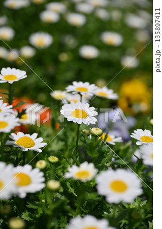 クリサンセマム　カンシロギク　ノースポール（寒白菊：Chrysanthemum） 135897411