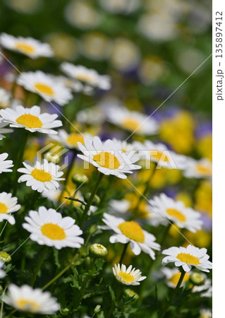 クリサンセマム　カンシロギク　ノースポール（寒白菊：Chrysanthemum） 135897412