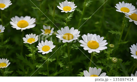 クリサンセマム　カンシロギク　ノースポール（寒白菊：Chrysanthemum） 135897414