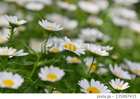 クリサンセマム　カンシロギク　ノースポール（寒白菊：Chrysanthemum） 135897415