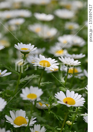 クリサンセマム　カンシロギク　ノースポール（寒白菊：Chrysanthemum） 135897417