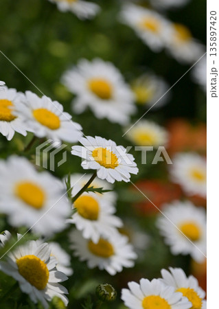クリサンセマム　カンシロギク　ノースポール（寒白菊：Chrysanthemum） 135897420