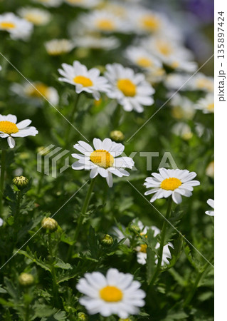 クリサンセマム カンシロギク ノースポール(寒白菊:Chrysanthemum) クリサンセマム カンシロギク ノースポール(寒白菊:Chrysanthemum) 135897424