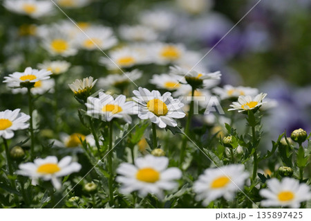 クリサンセマム　カンシロギク　ノースポール（寒白菊：Chrysanthemum） 135897425
