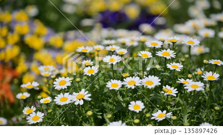 クリサンセマム カンシロギク ノースポール(寒白菊:Chrysanthemum) クリサンセマム カンシロギク ノースポール(寒白菊:Chrysanthemum) 135897426