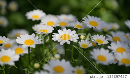 クリサンセマム　カンシロギク　ノースポール（寒白菊：Chrysanthemum） 135897427