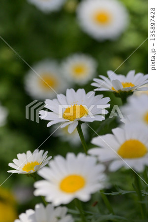 クリサンセマム　カンシロギク　ノースポール（寒白菊：Chrysanthemum） 135897428