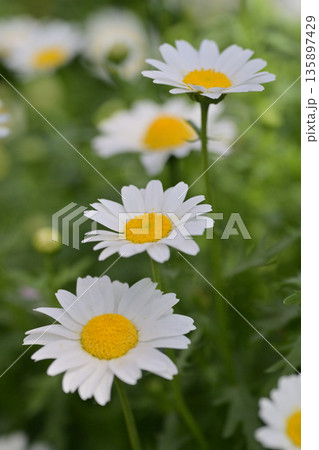 クリサンセマム カンシロギク ノースポール(寒白菊:Chrysanthemum) クリサンセマム カンシロギク ノースポール(寒白菊:Chrysanthemum) 135897429