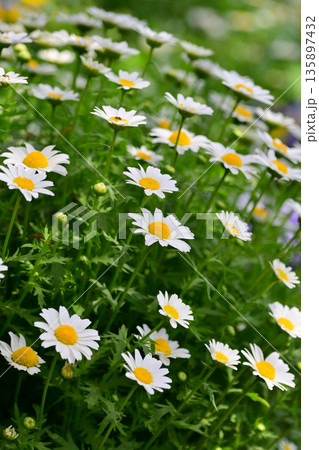 クリサンセマム　カンシロギク　ノースポール（寒白菊：Chrysanthemum） 135897432