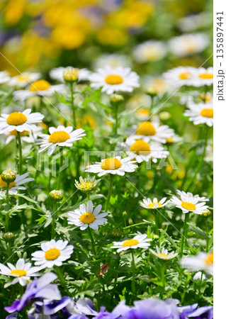 クリサンセマム カンシロギク ノースポール(寒白菊:Chrysanthemum) クリサンセマム カンシロギク ノースポール(寒白菊:Chrysanthemum) 135897441