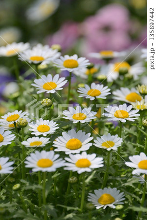 クリサンセマム　カンシロギク　ノースポール（寒白菊：Chrysanthemum） 135897442