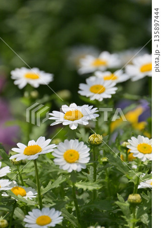 クリサンセマム カンシロギク ノースポール(寒白菊:Chrysanthemum) クリサンセマム カンシロギク ノースポール(寒白菊:Chrysanthemum) 135897444