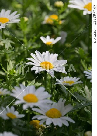 クリサンセマム カンシロギク ノースポール(寒白菊:Chrysanthemum) クリサンセマム カンシロギク ノースポール(寒白菊:Chrysanthemum) 135897447