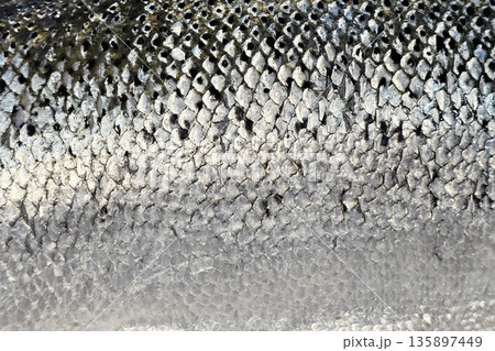 Close up Salmon Scales Background. Close up Salmon Scales Background. 135897449