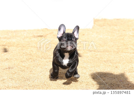 フレンチブルドッグ 135897481