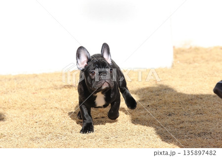 フレンチブルドッグ 135897482