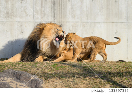 いたずらっ子を叱るライオンの父親 135897555