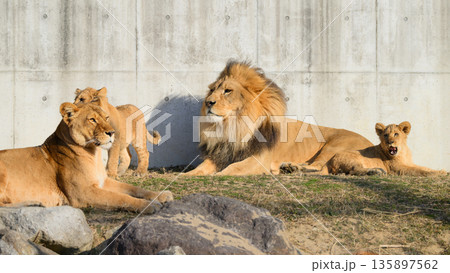 仲良しなライオンの家族 135897562