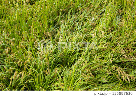 A field with fallen rice 135897630