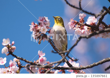 熱海桜とメジロ2 熱海桜とメジロ2 135897661