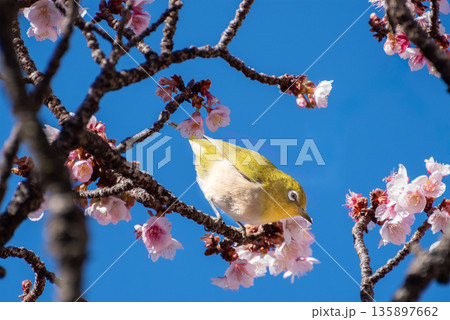 熱海桜とメジロ 熱海桜とメジロ 135897662