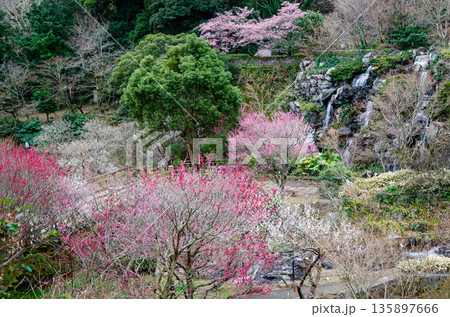 たくさんの梅が咲く熱海梅園2 たくさんの梅が咲く熱海梅園2 135897666