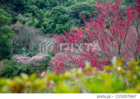 色鮮やかな紅梅「鹿児島紅」 色鮮やかな紅梅「鹿児島紅」 135897667