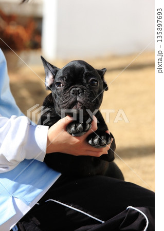 フレンチブルドッグ 135897693