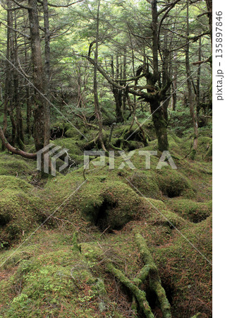 白駒の池・苔と原生林 白駒の池・苔と原生林 135897846