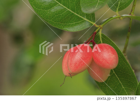 Karonda or carunda fruit on the tree Karonda or carunda fruit on the tree 135897867