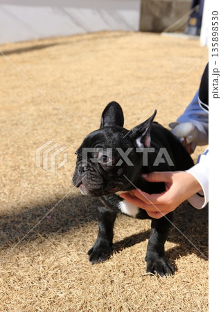 フレンチブルドッグ 135898530