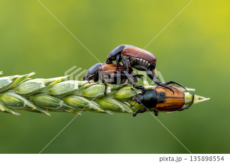Beetle pest of grain crops, Kuzka, sits on a ripe ear of wheat 135898554