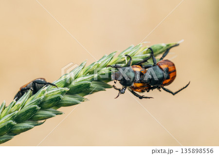 Beetle pest of grain crops, Kuzka, sits on a ripe ear of wheat 135898556