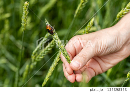 Beetle pest of grain crops, Kuzka, sits on a ripe ear of wheat 135898558