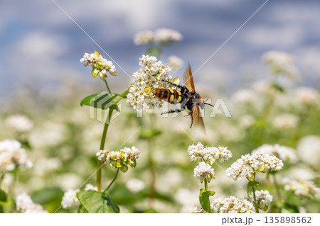 Closeup of large honey bee on a beckwheat plant Closeup of large honey bee on a beckwheat plant 135898562