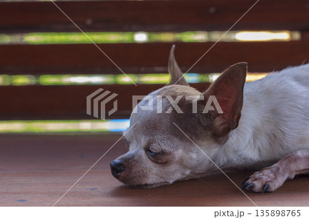 White chihuahua dog resting on wood chair 135898765