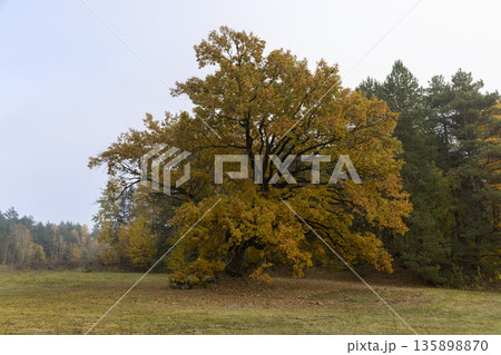 beautiful yellow and orange foliage of an oak tree growing in the field during the autumn season, mid-autumn before leaf fall beautiful yellow and orange foliage of an oak tree growing in the field during the autumn season, mid-autumn before leaf fall 135898870