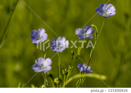 fragrant small blue flax flowers in the field in the summer of the year in sunny weather, a large amount of flax during flowering is covered with small, few flowers 135898926