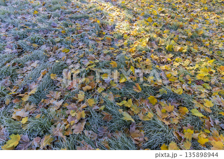 yellow maple foliage covered with frost after night frosts on the green grass in the frost, sunrise in the park in the autumn season with green grass and yellow maple foliage in the frost 135898944