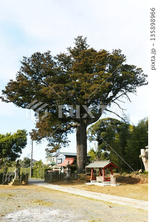 【旭市　旭市指定天然記念物　東国開発の守護神　松澤「熊野神社」の大杉】 135898966