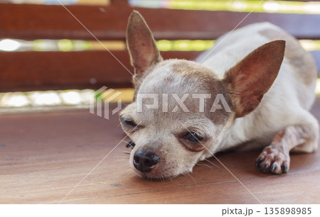 White chihuahua dog resting on wood chair White chihuahua dog resting on wood chair 135898985