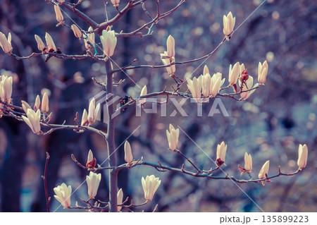 Blooming magnolia stellata tree in spring garden 135899223