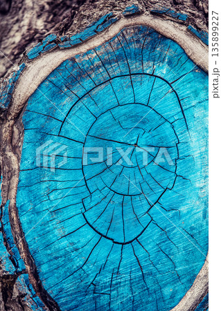 cut of an old pine tree painted with blue paint cut of an old pine tree painted with blue paint 135899227